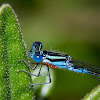 Eastern Billabongfly
