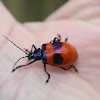 Leaf Beetle