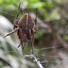 Araña Eriophora - Eriophora Spider