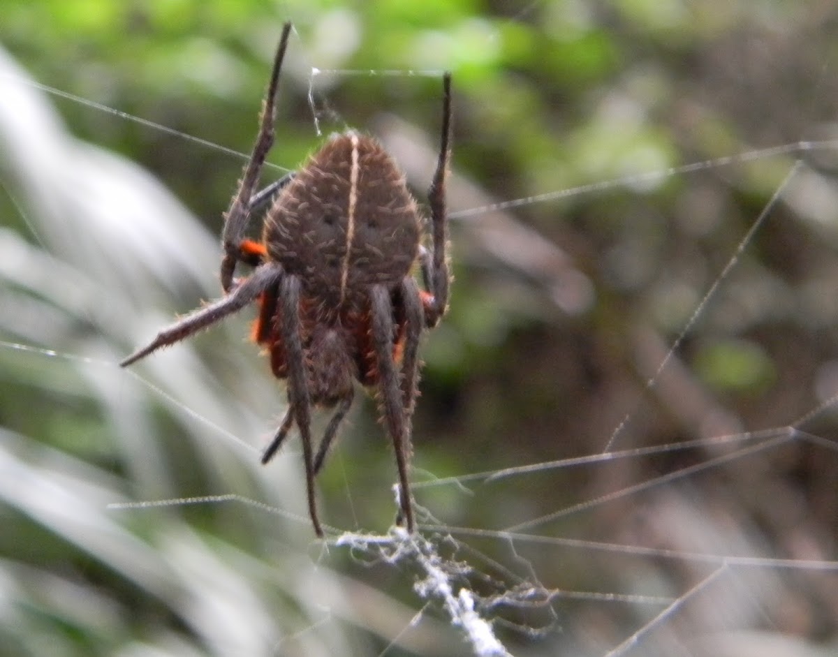 Araña Eriophora - Eriophora Spider