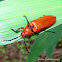 Click beetle(Elateridae)