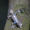 Satanic leaf-tailed lizard