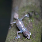 Satanic leaf-tailed lizard