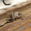 Jumping Spider