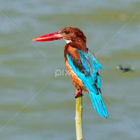 White-breasted Kingfisher  by Prasad Pendharkar - Animals Birds