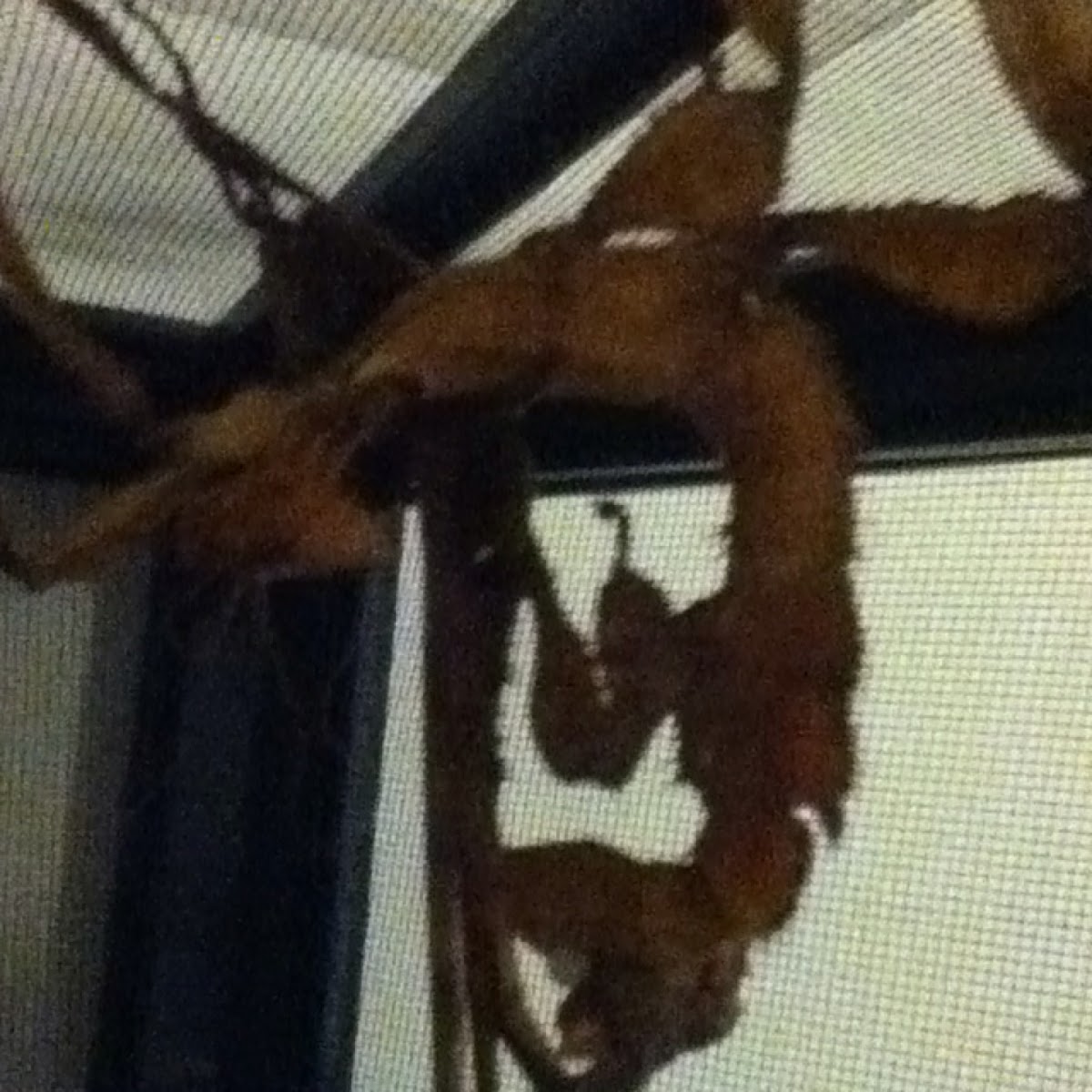 Leaf stick insect
