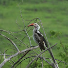 red billed hornbill