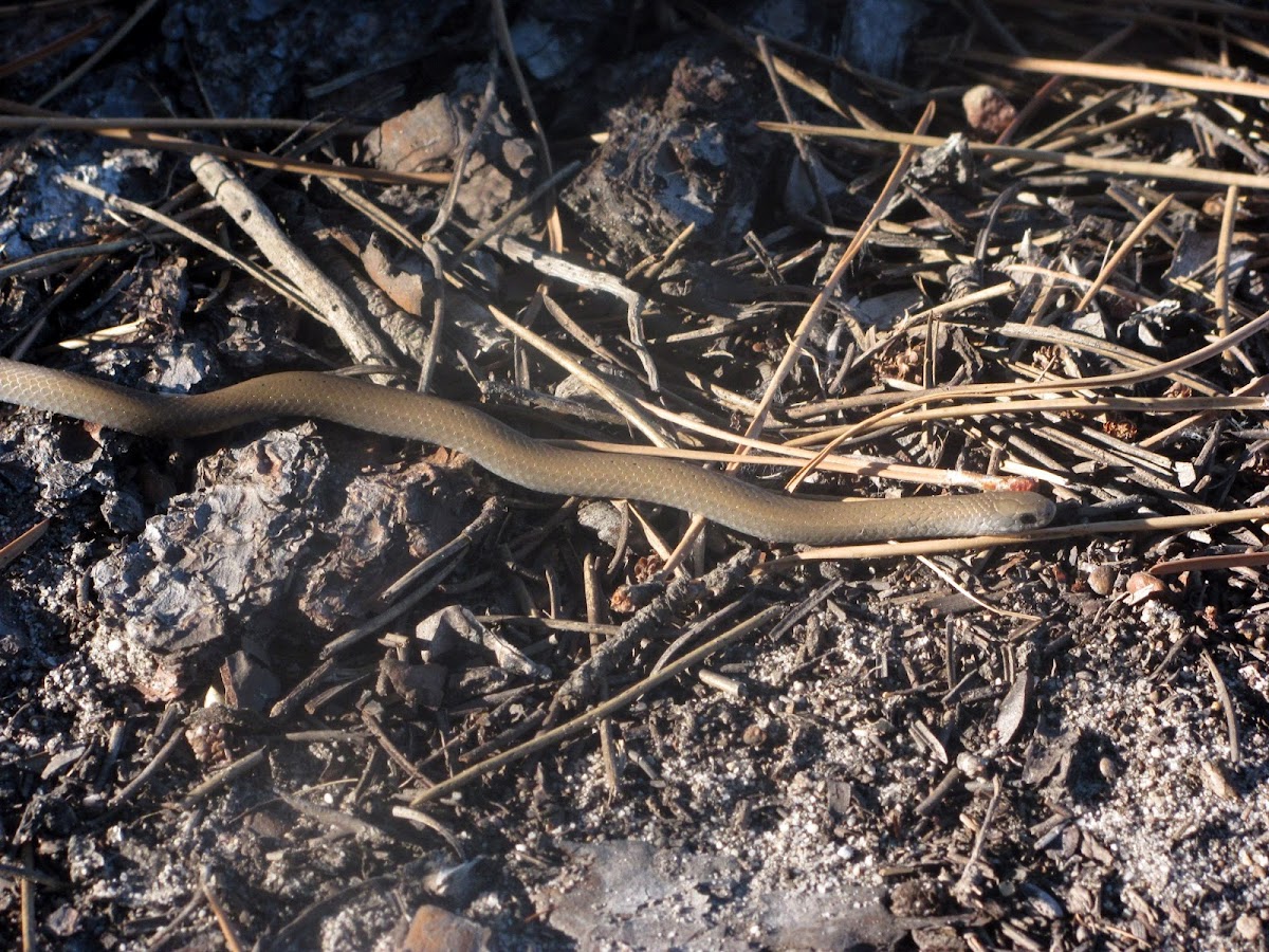 Common Slug-eater