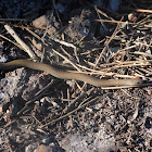Common Slug-eater