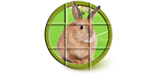 Bunny Puzzle APK