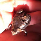 Eastern narrow mouthed toad