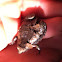 Eastern narrow mouthed toad