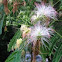 Persian Silk Tree