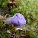 Purple Pouch Fungus