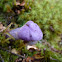 Purple Pouch Fungus