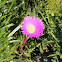 Native Pigface