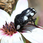 White-spotted fruit chafer