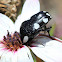 White-spotted fruit chafer