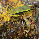 Green Eyed Frog