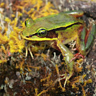 Green Eyed Frog