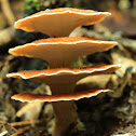 Pagoda Fungus