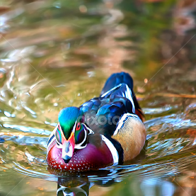 Incoming Woody by Bill Tiepelman - Animals Other