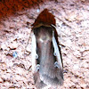 Flame Shoulder Moth