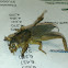 Northwest Mole Cricket / Southern Mole Cricket