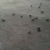 Pigeons, crows and sparrows
