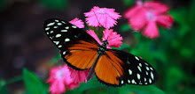 Butterfly Wallpaper by Right Brain Mobile APK