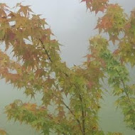 山上人家森林農場