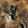 Crabronid Wasp