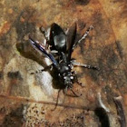 Crabronid Wasp