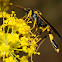 Parasitic wasp, avispa parásita