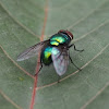 Green bottle fly