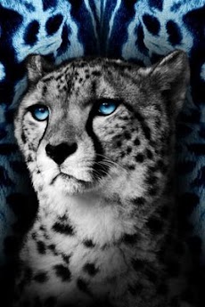 クールな野生動物の壁紙 Androidアプリ Applion