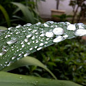 Dew in a iris leaf