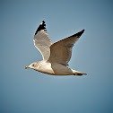 Ring-billed Gull