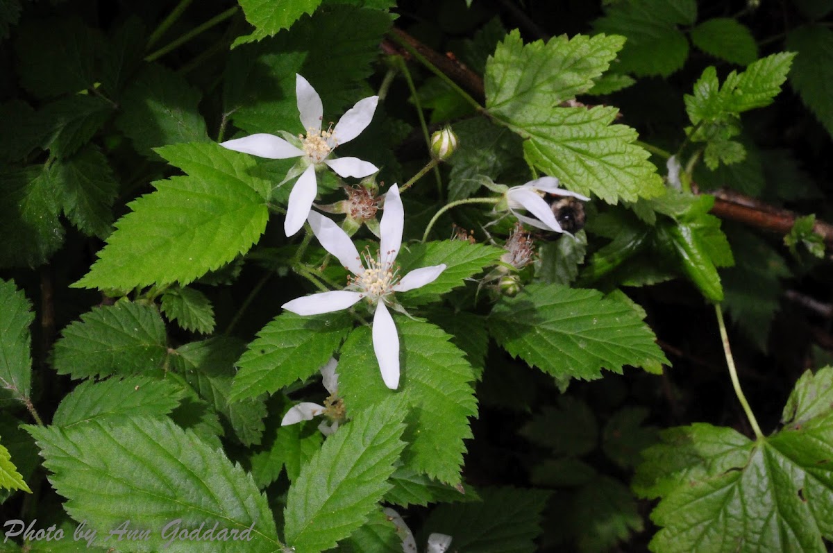 Trailing blackberry flowers Project Noah