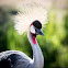 Grey Crowned Crane