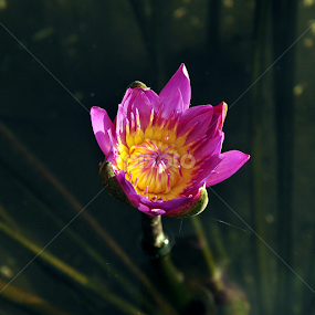 purple lotus by Iyus Djuhara - Flowers Single Flower