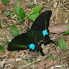 Paris Peacock Swallowtail