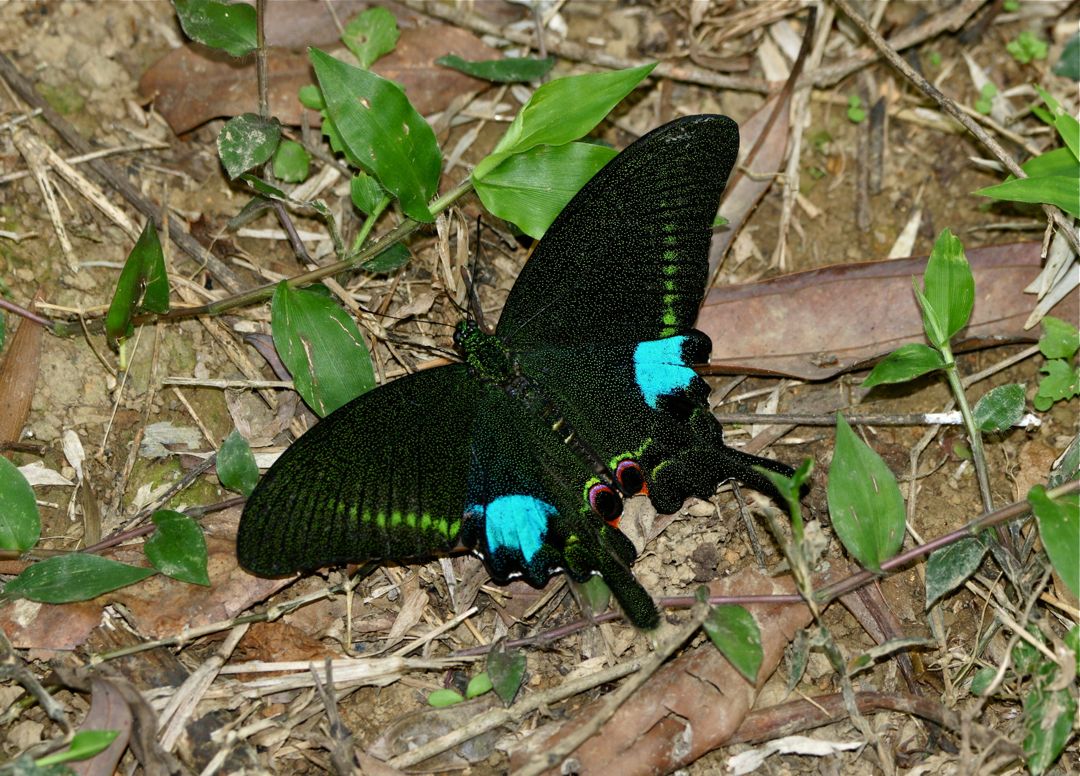 Paris Peacock Swallowtail