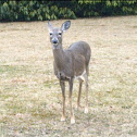 White - tailed Deer