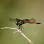 Agrionoptera insignis - Male