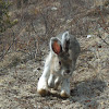 Snowshoe Rabbit