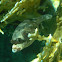 Masked Puffer Fish