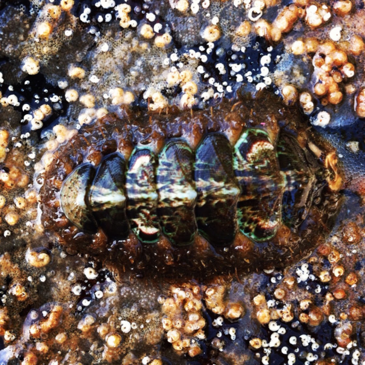 Mossy Chiton