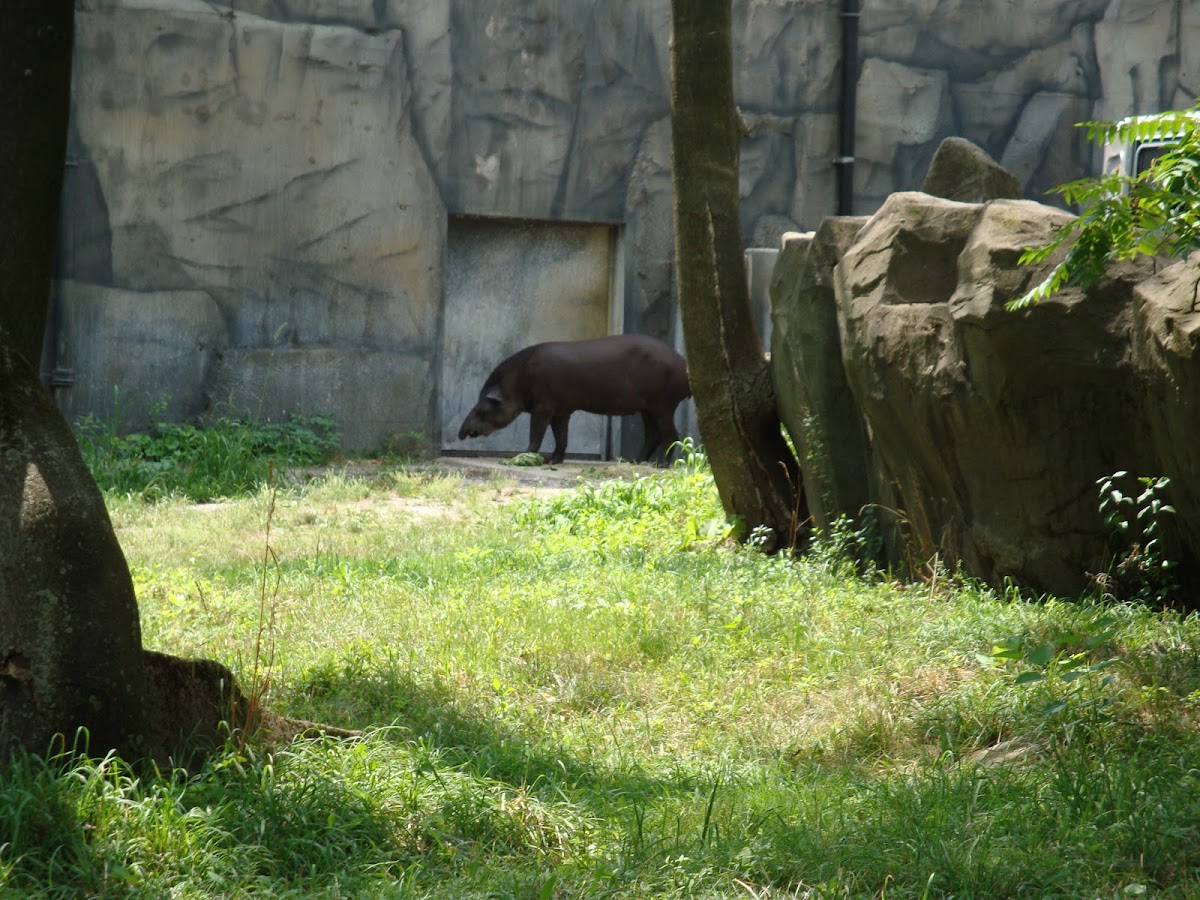 Tapir