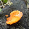 Cinnabar Polypore